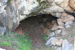 Sıırtlanini Mağarası - Karacasu